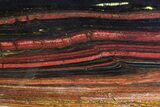 Polished Tiger Iron Stromatolite - ( Billion Years) #75846-1
